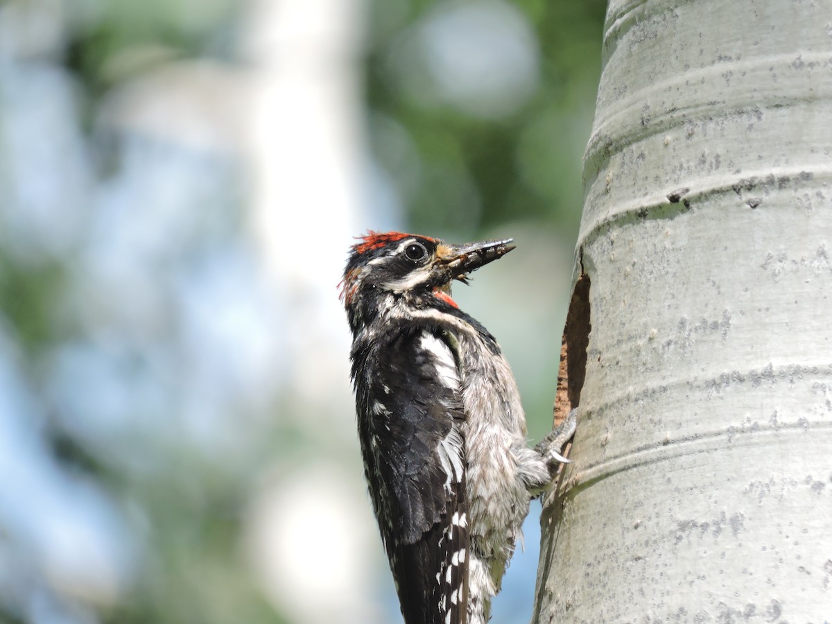 Red-naped Sapsucker - Ryan  Bushong