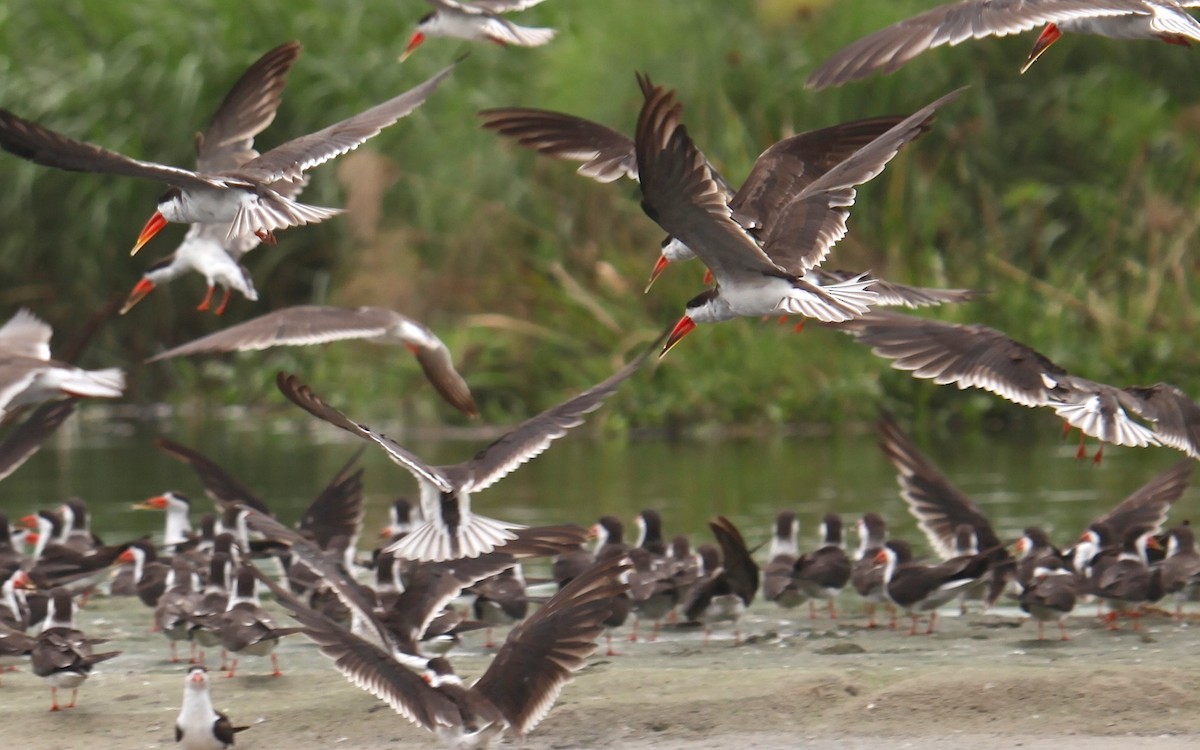 African Skimmer - ML309578151