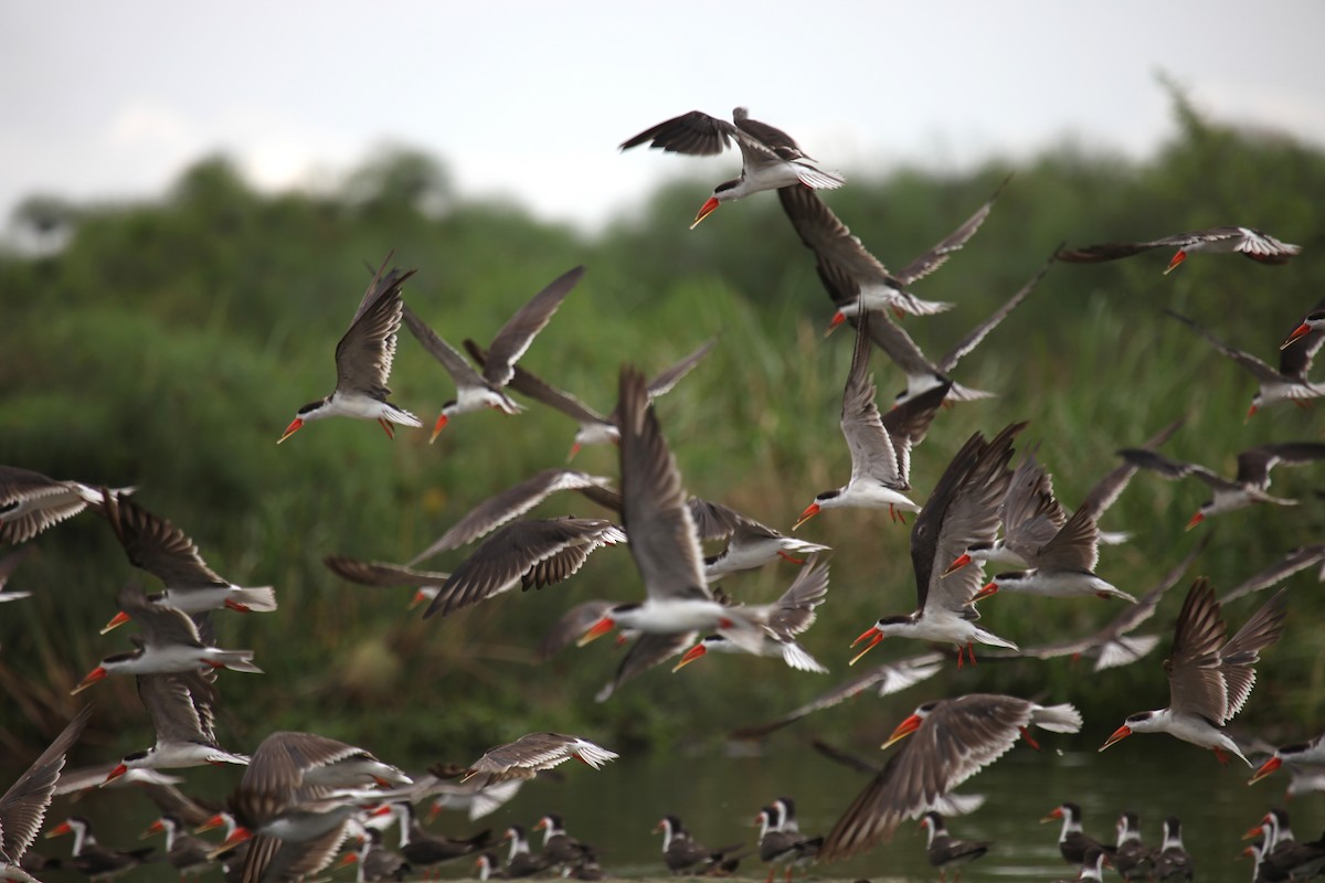 African Skimmer - ML309578261