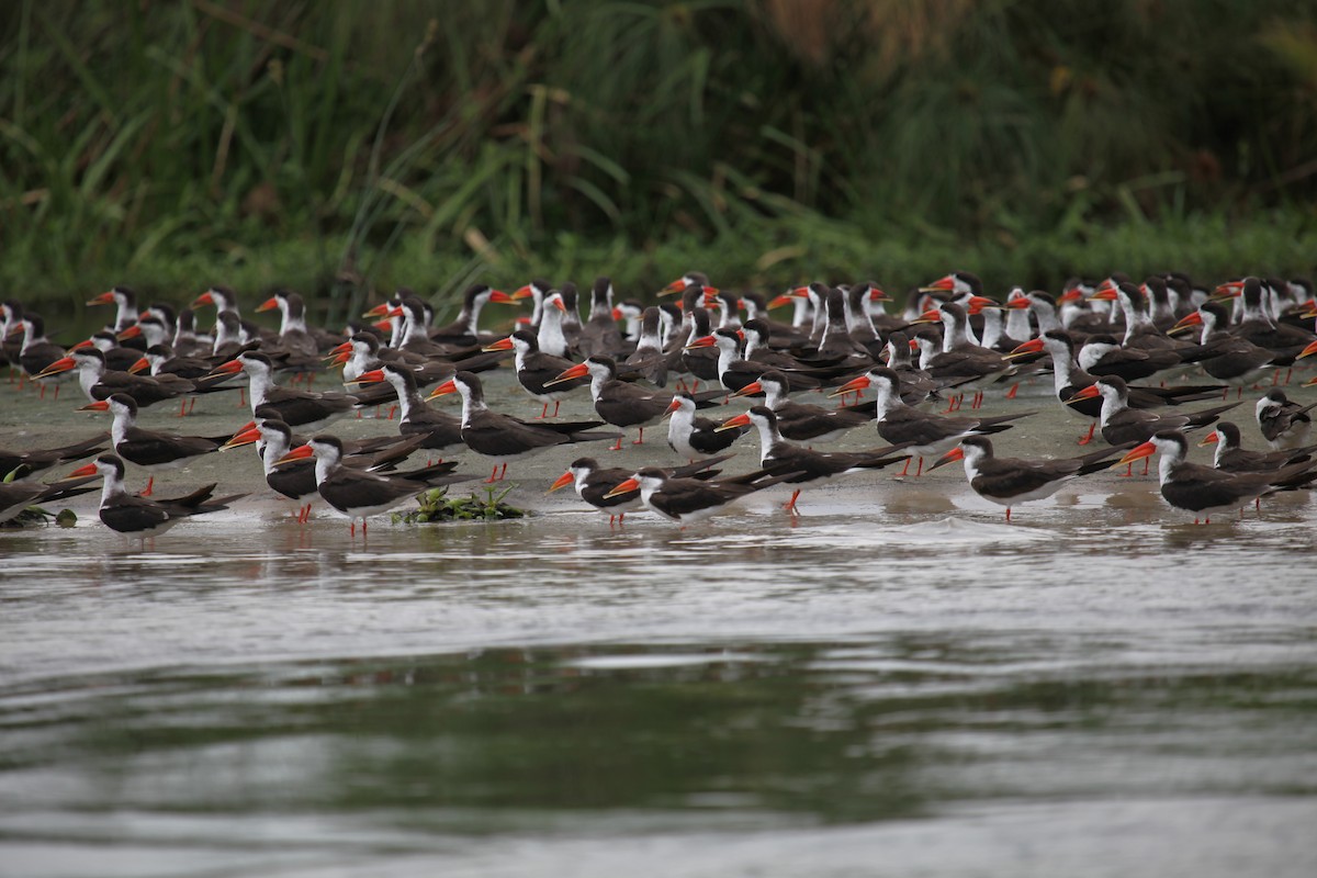 African Skimmer - ML309578301