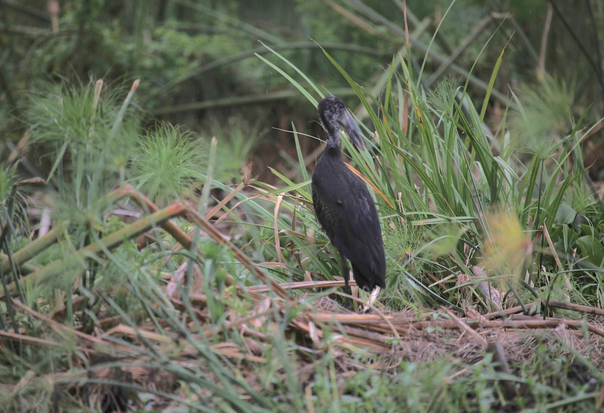 African Openbill - ML309578401