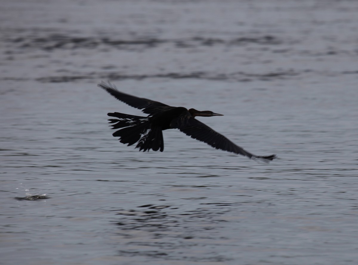 African Darter - Ron Hess