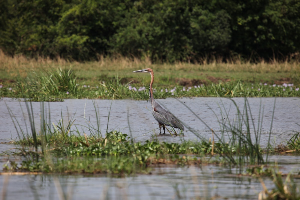 Goliath Heron - Ron Hess