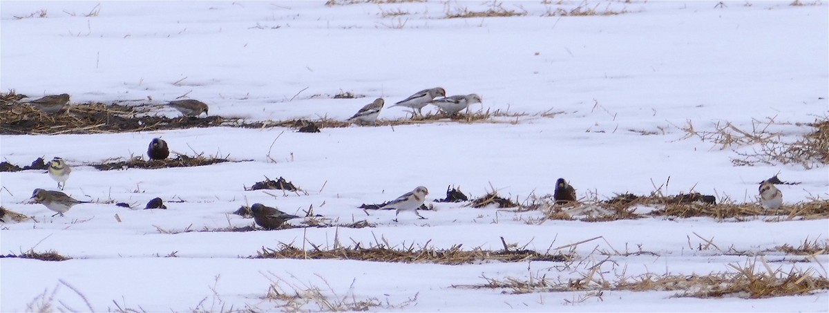 Snow Bunting - ML309578571