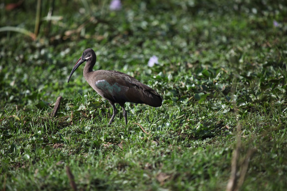 Ibis Hadada - ML309578651