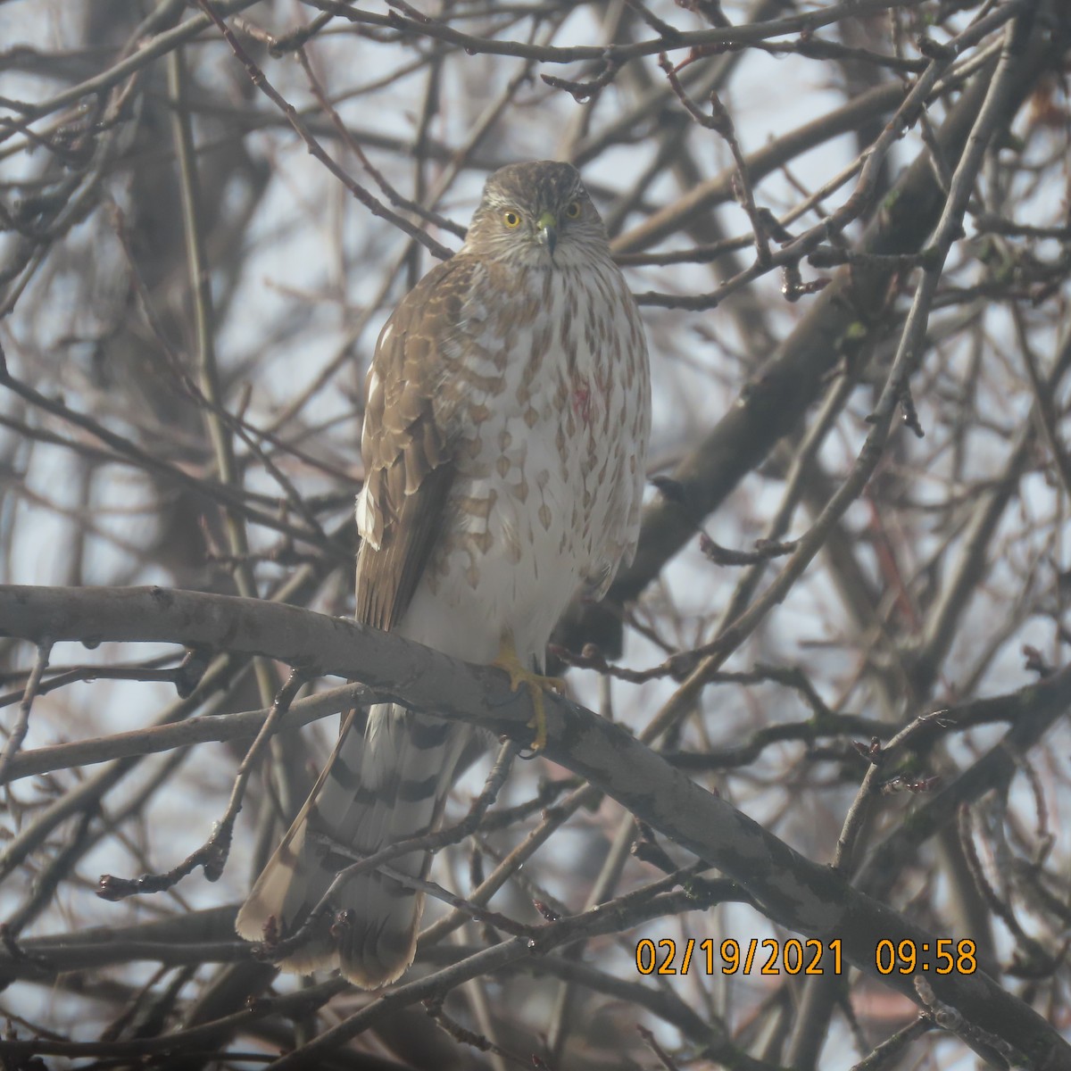 Sharp-shinned Hawk - Gretchen Framel