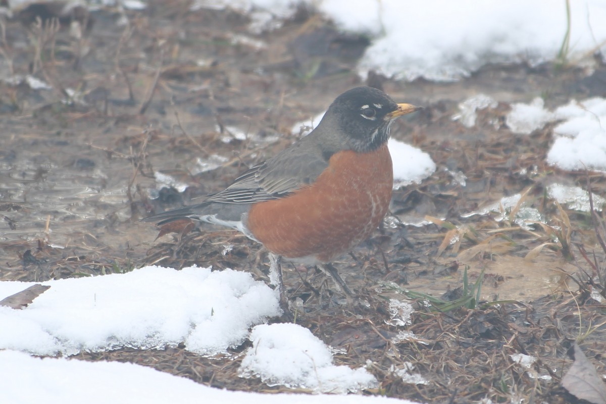 American Robin - Abby Manzi