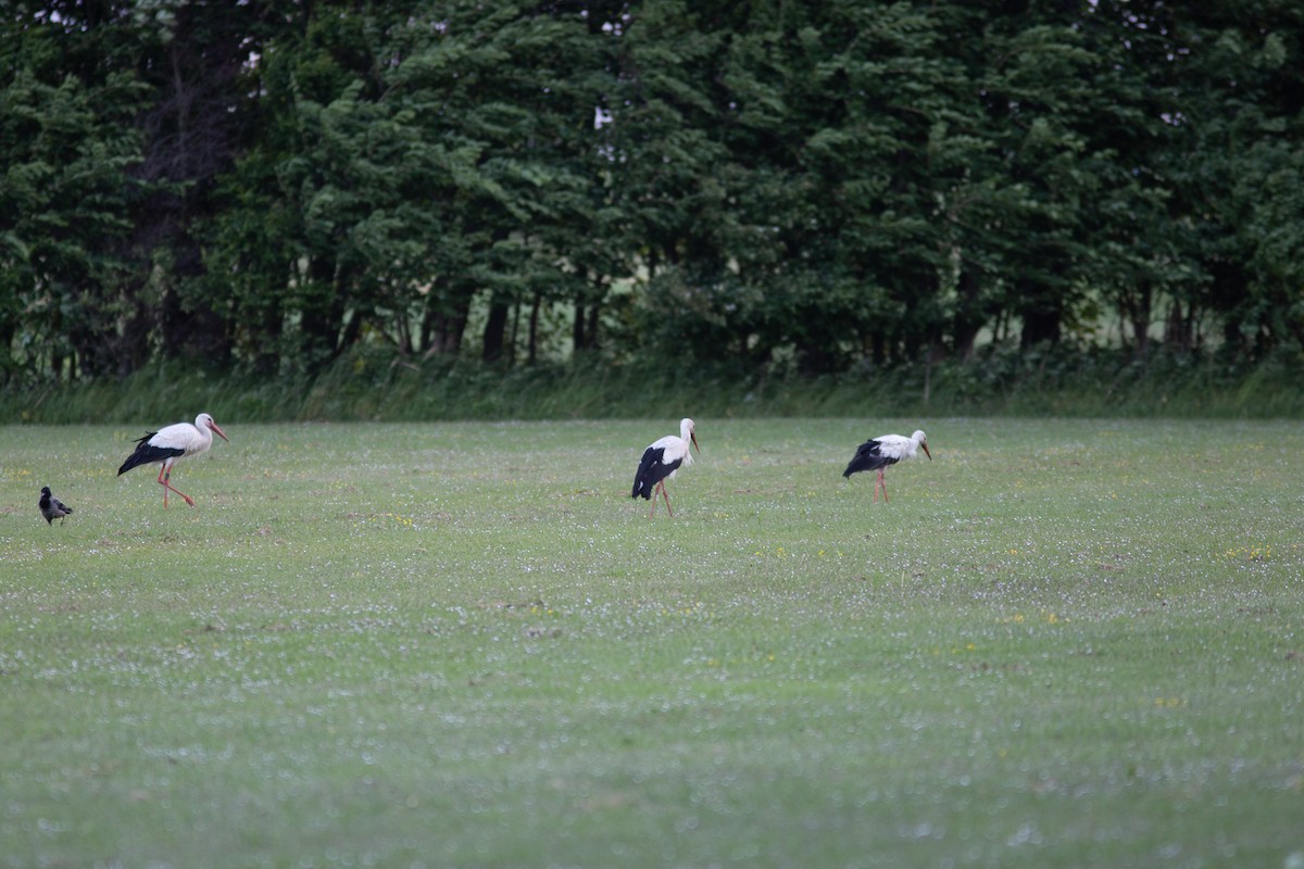 White Stork - ML309582451