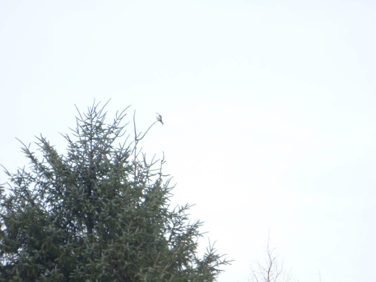 White-tailed Kite - ML309582901