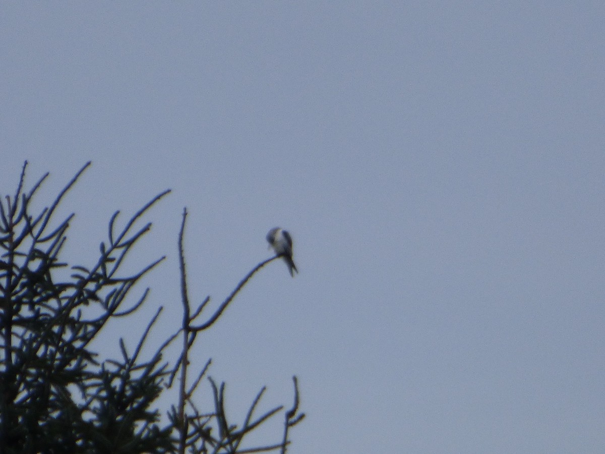 White-tailed Kite - ML309582941