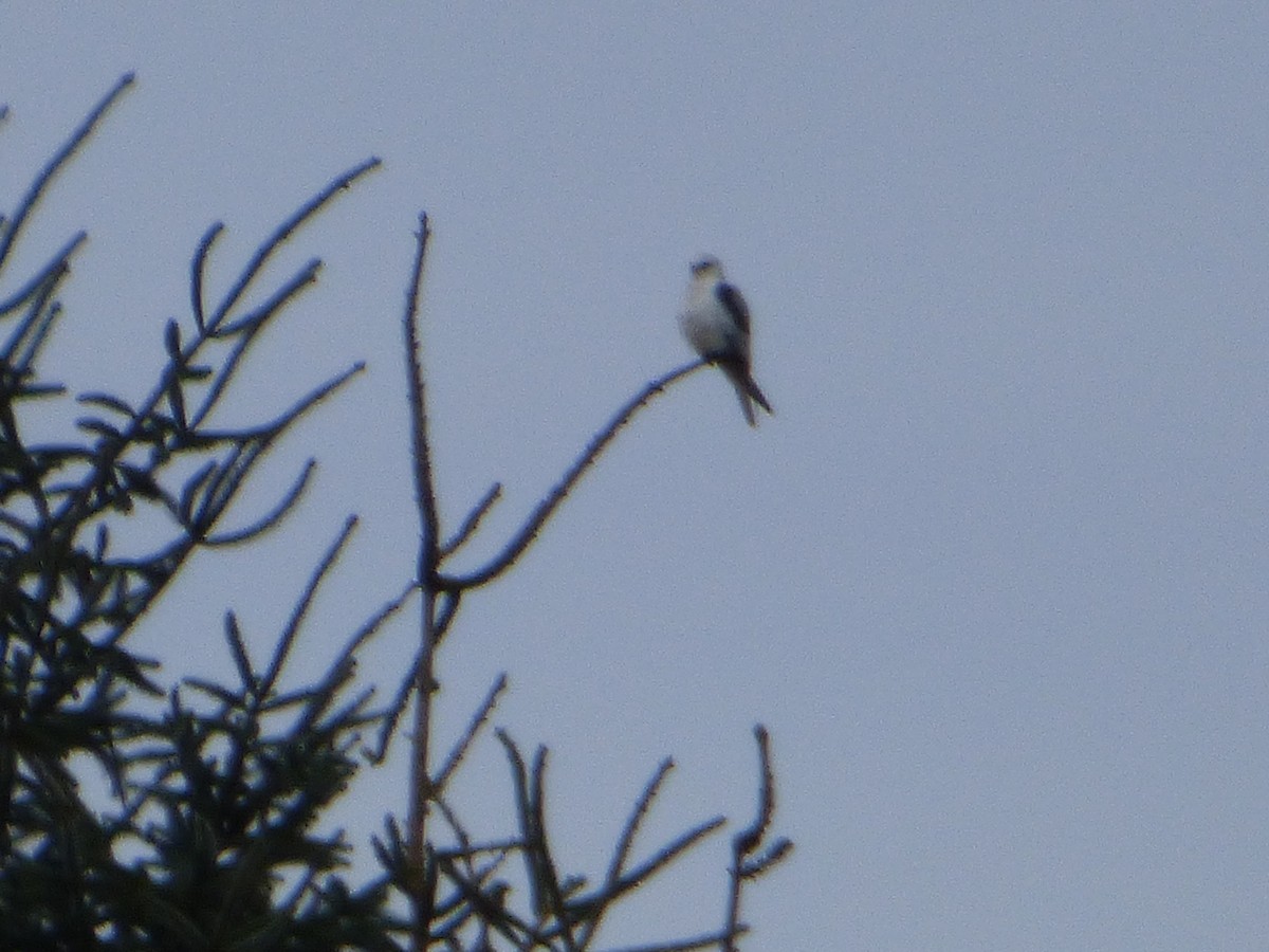 White-tailed Kite - ML309582971