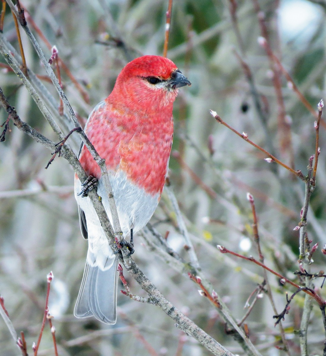 Pine Grosbeak - ML309583691