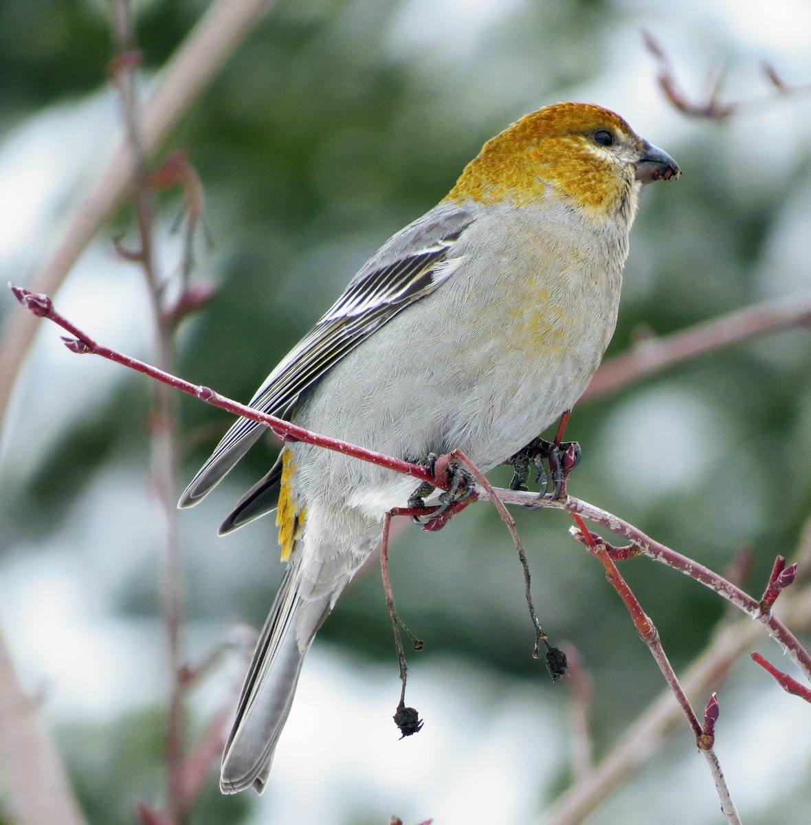 Pine Grosbeak - ML309583851