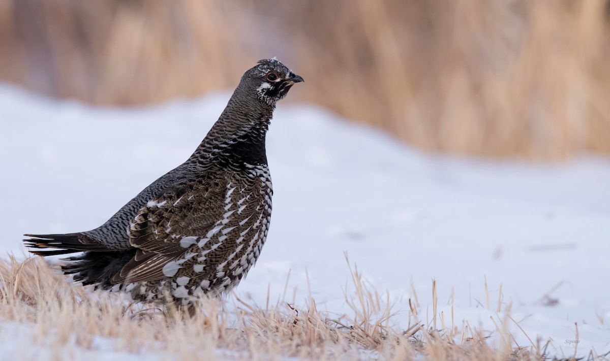 Spruce Grouse - ML309584161
