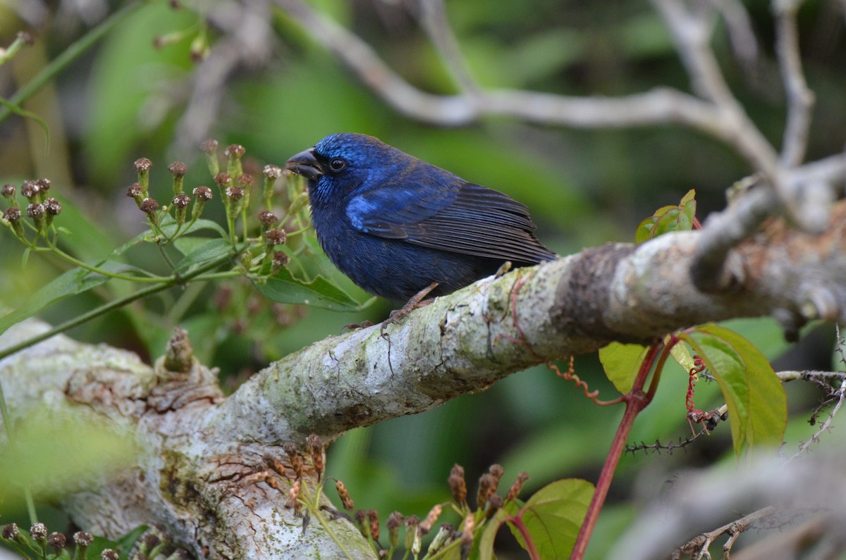 Blue Bunting (Middle America) - ML30958581