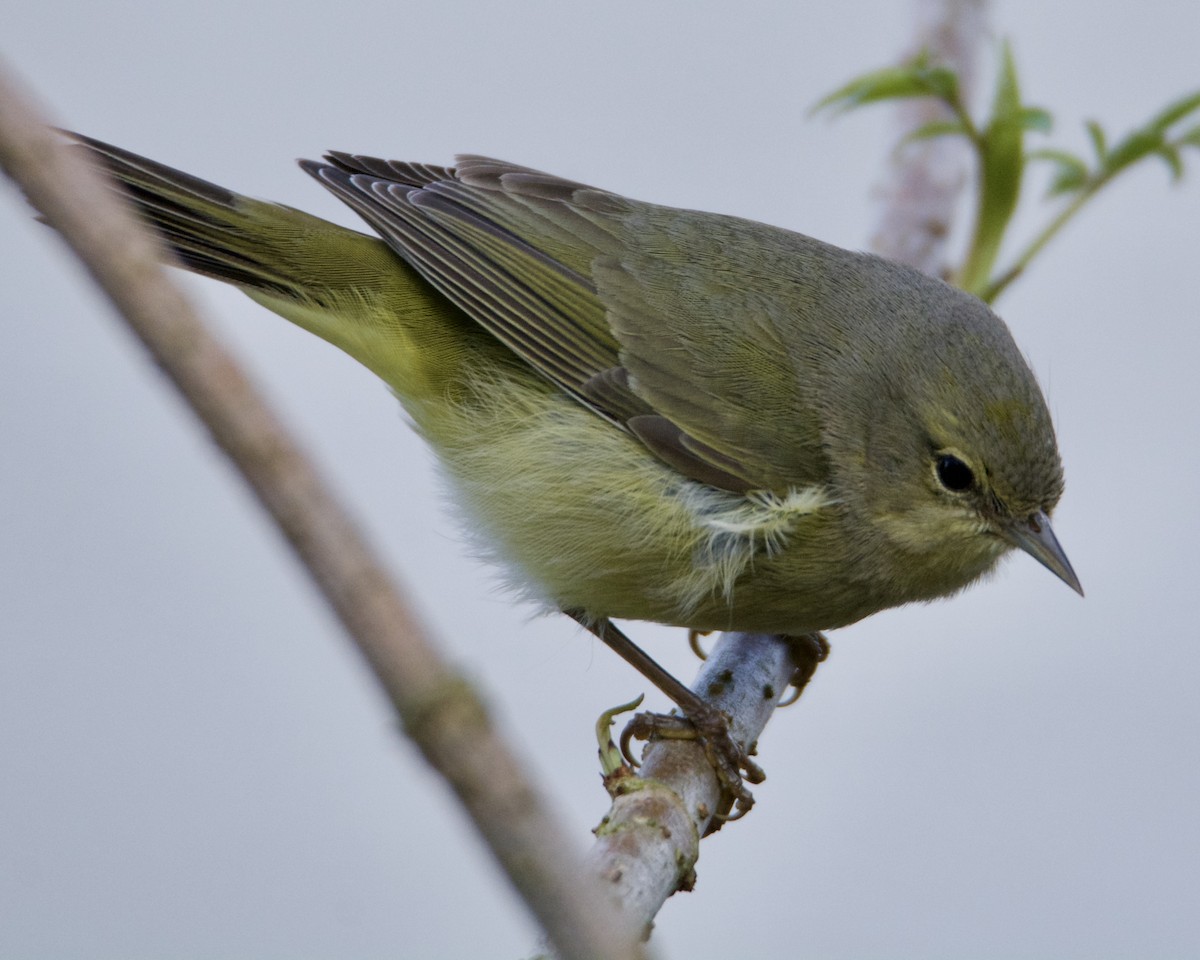 Orange-crowned Warbler - ML309586831