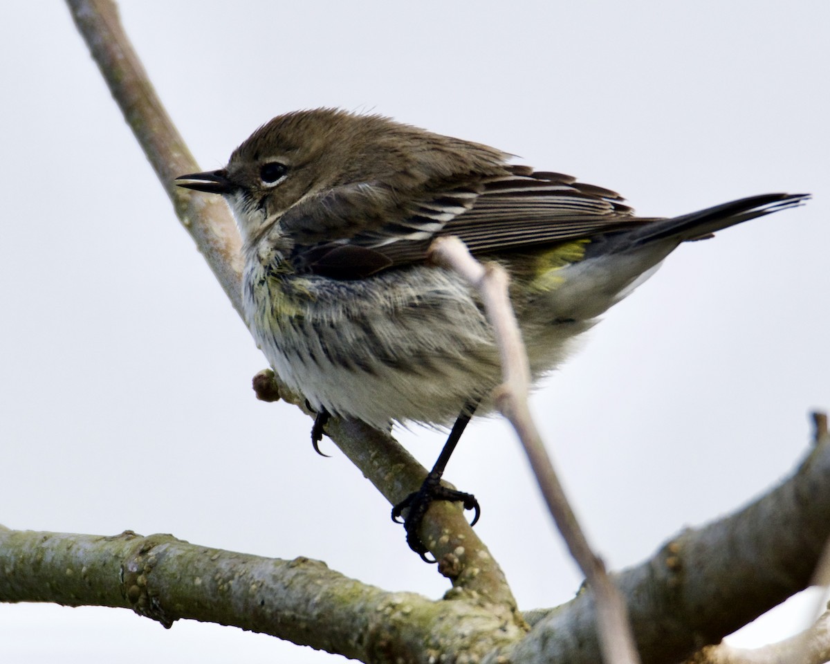 Yellow-rumped Warbler - ML309586881