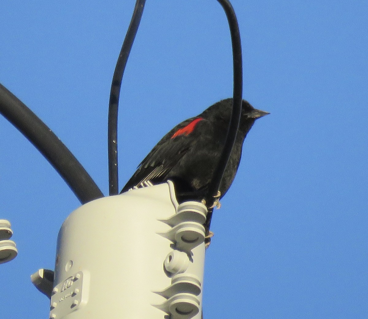 Red-winged Blackbird - ML309587041