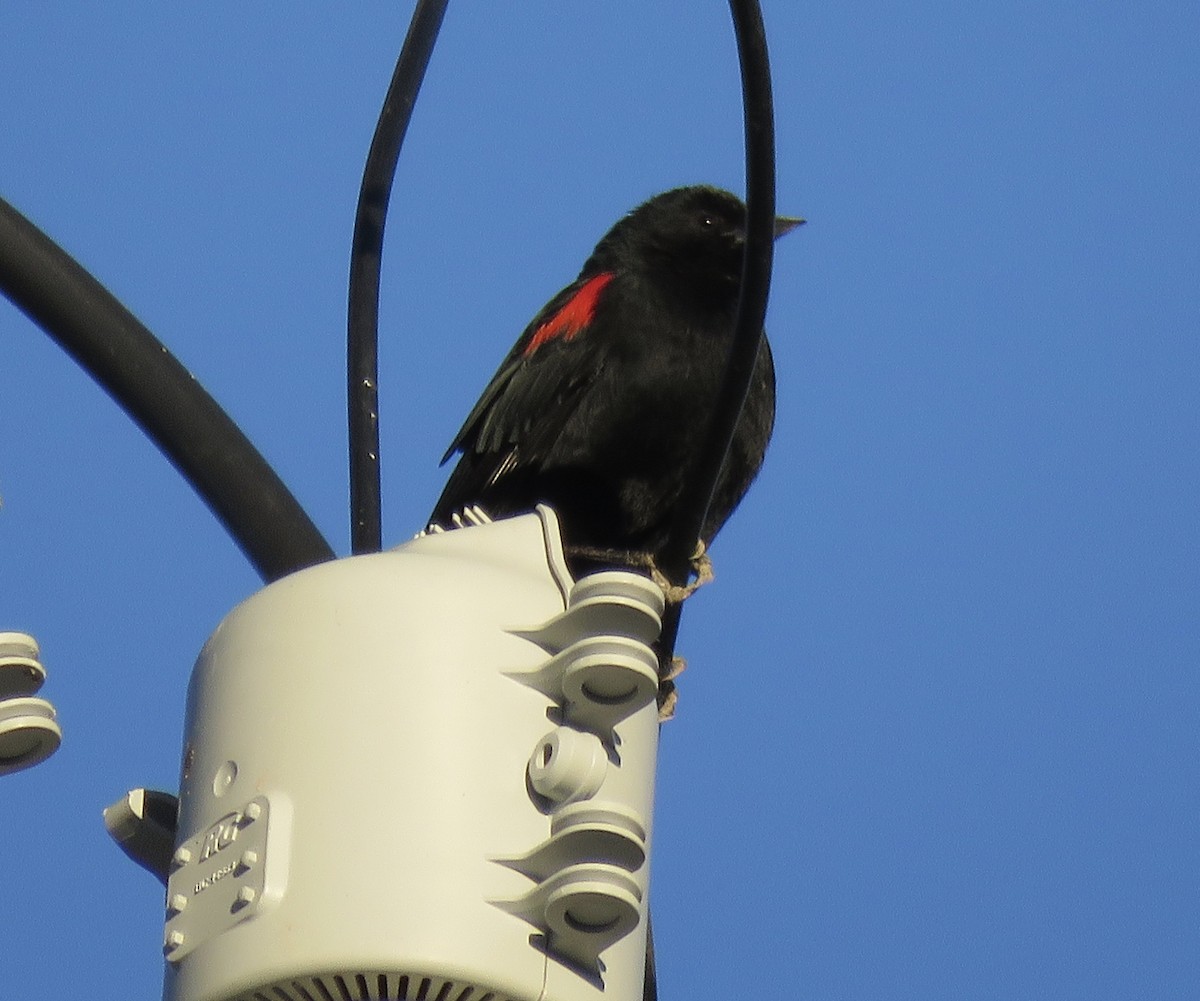Red-winged Blackbird - ML309587051
