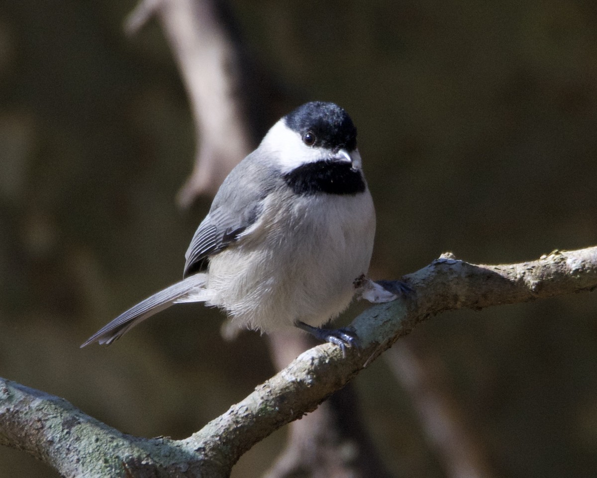 Carolina Chickadee - Larry Waddell