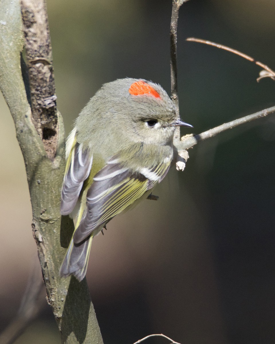 Ruby-crowned Kinglet - ML309589001