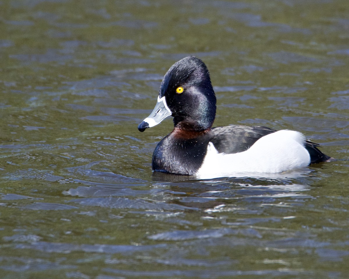 Ring-necked Duck - ML309589161