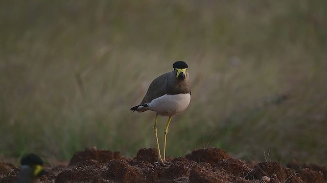 Yellow-wattled Lapwing - ML309593061