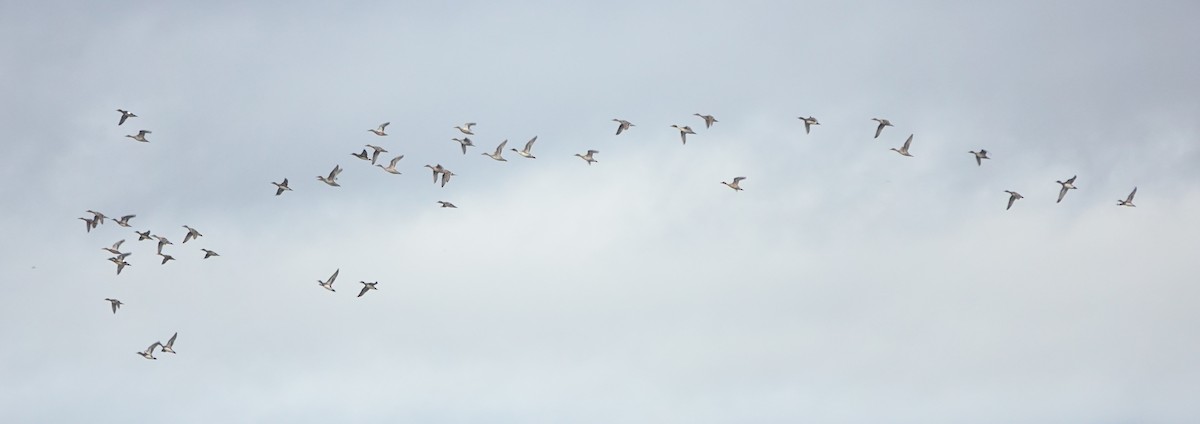 Northern Shoveler - ML309593301