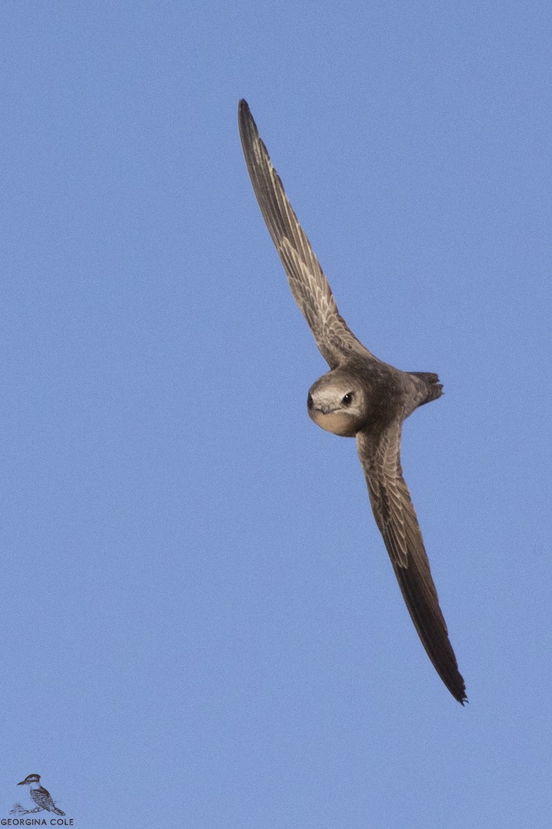 Pallid Swift - ML309593861