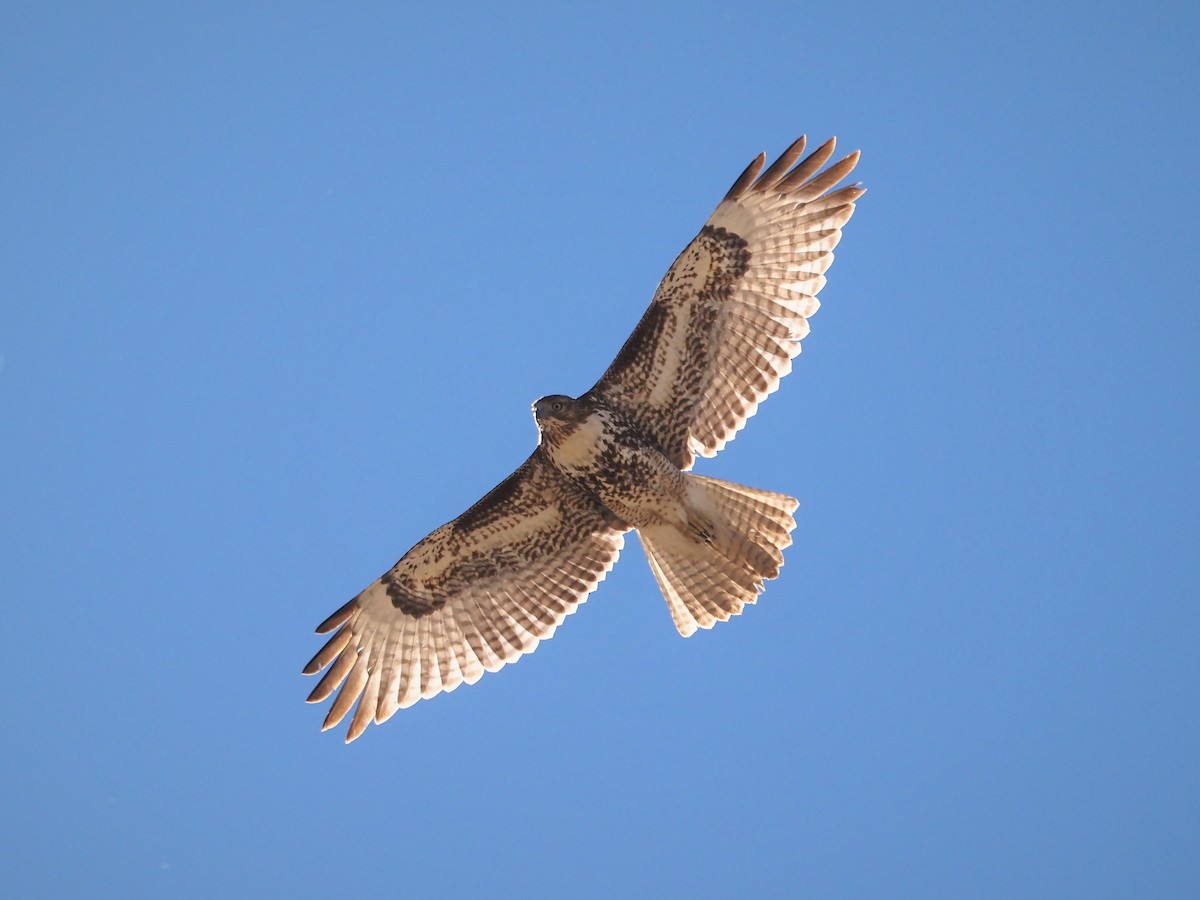 Red-tailed Hawk - Jack Wickel