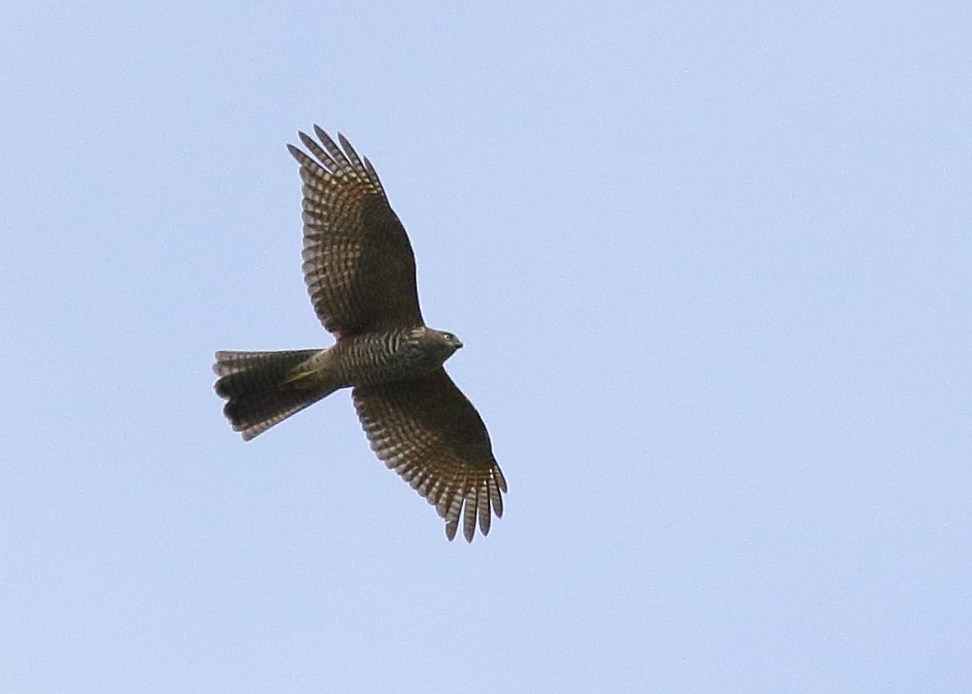 Collared Sparrowhawk - ML309597011