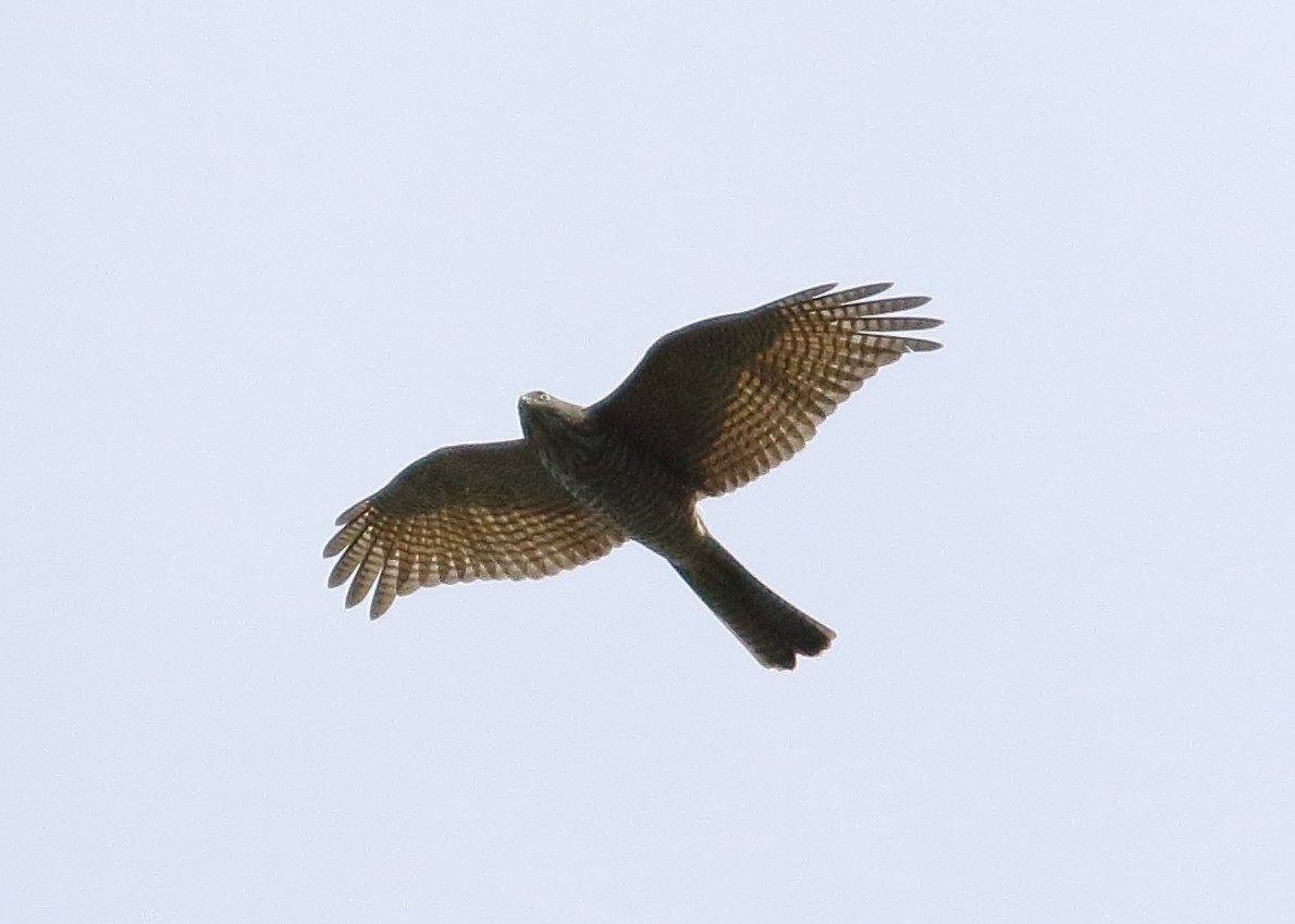 Collared Sparrowhawk - ML309597021