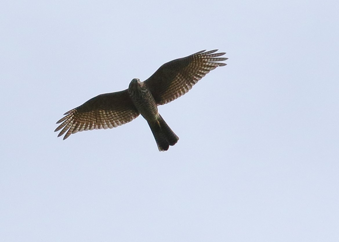 Collared Sparrowhawk - ML309597041
