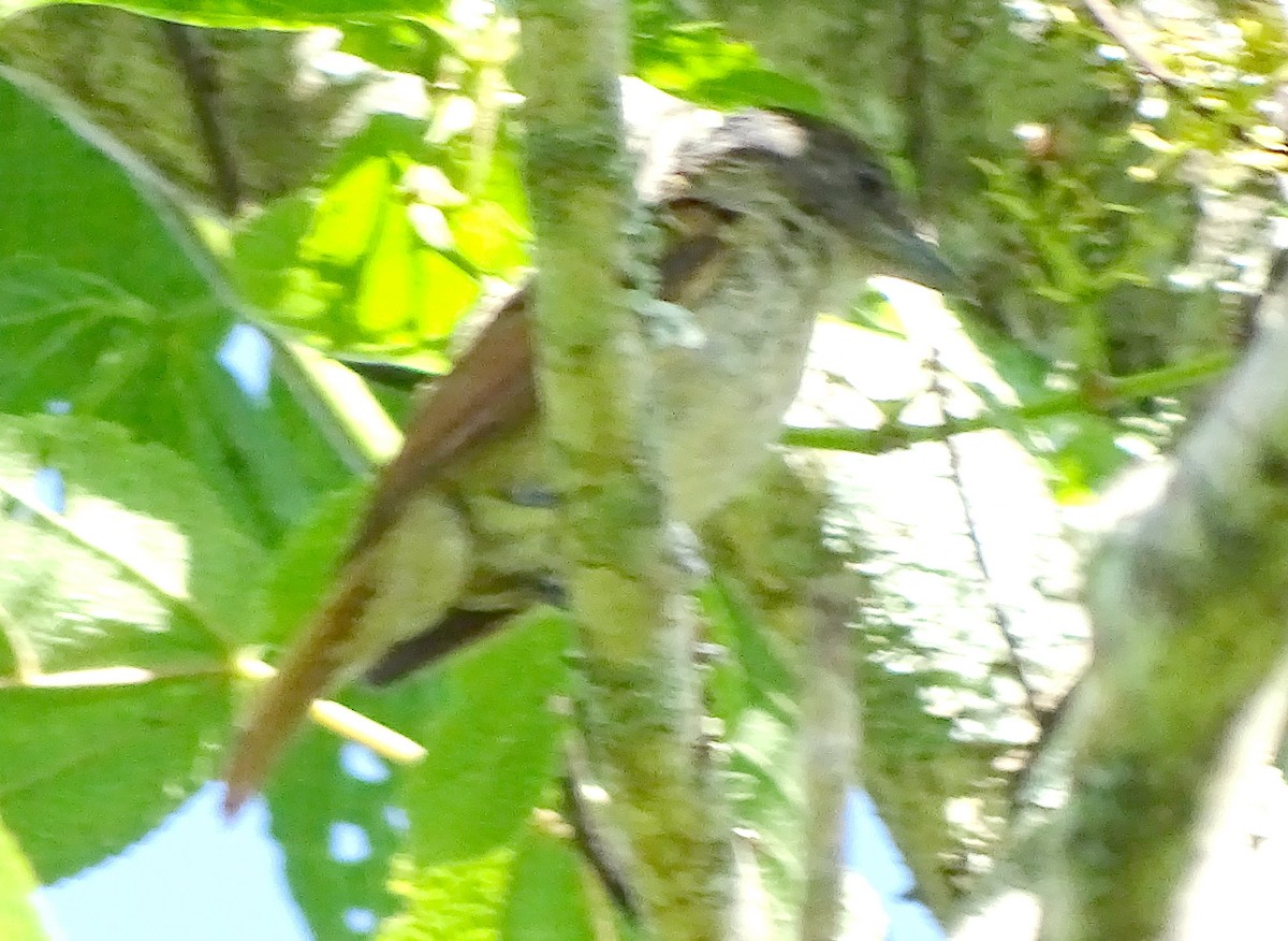 Rose-throated Becard - ML30959771