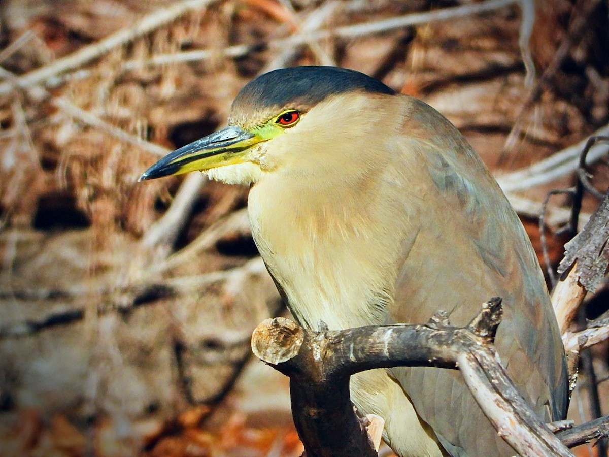 Black-crowned Night Heron - ML309597721