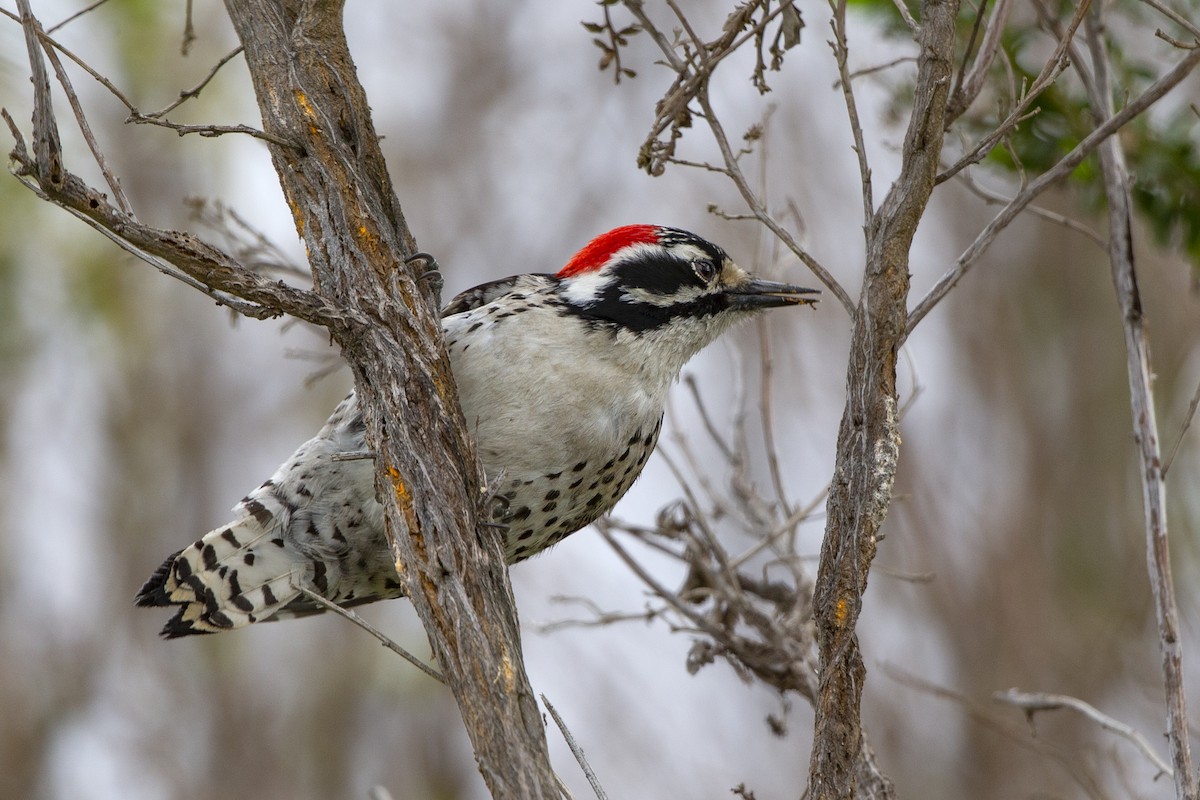 Nuttall's Woodpecker - ML309598661