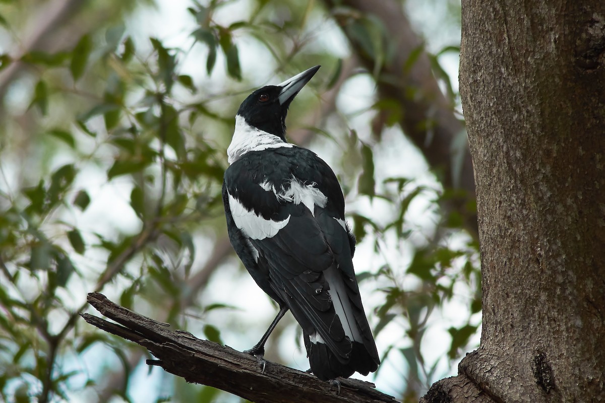 Australian Magpie (Black-backed) - ML309598791