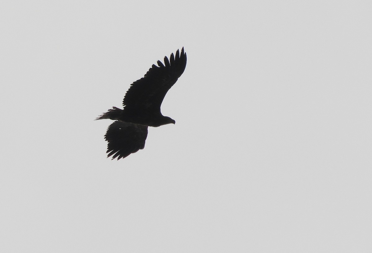White-tailed Eagle - Miroslav Mareš