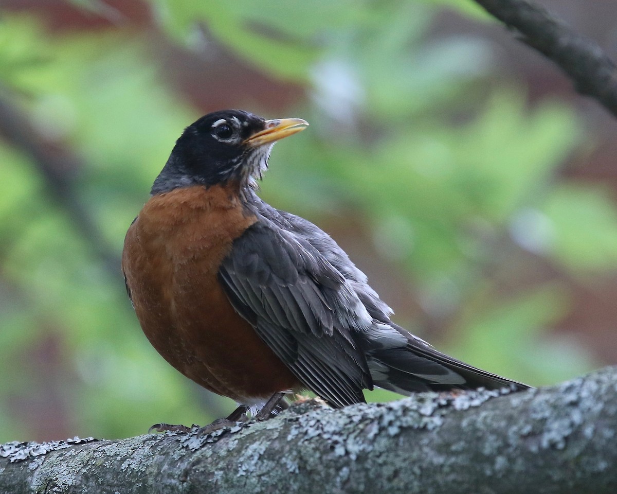 American Robin - ML30959931