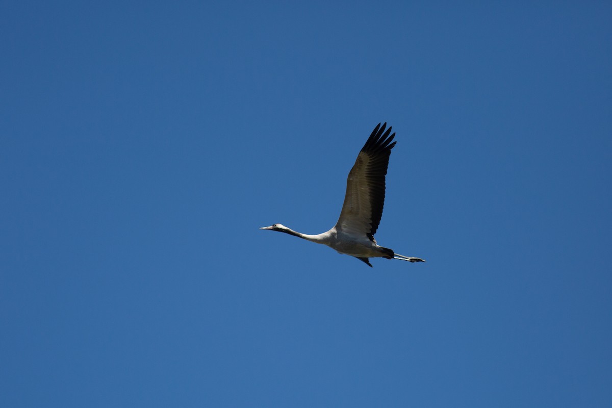 Common Crane - Morten Lisse