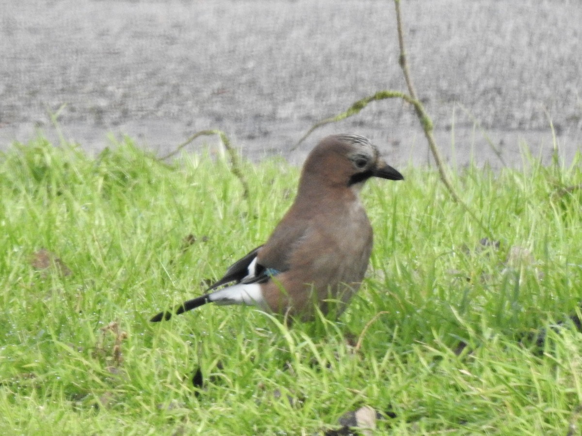 Eurasian Jay - michael Beer