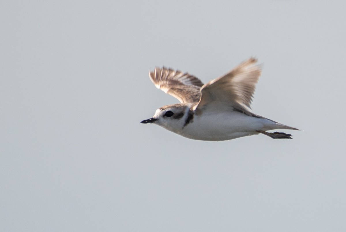 Snowy Plover - ML309603041