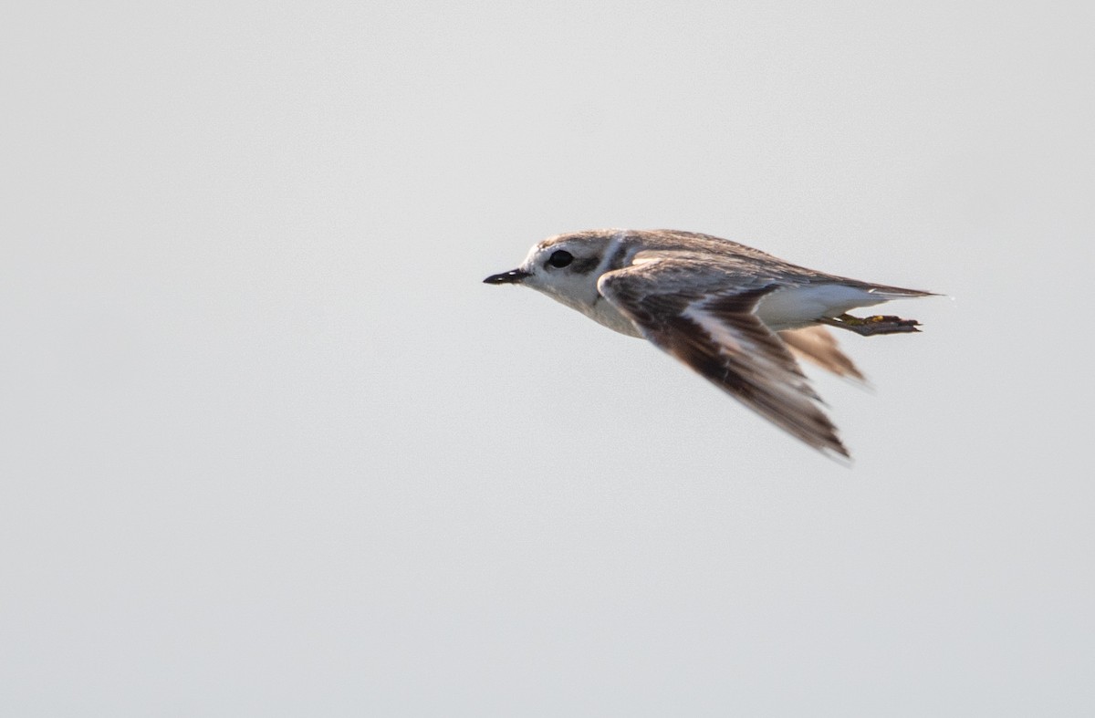 Snowy Plover - ML309603051