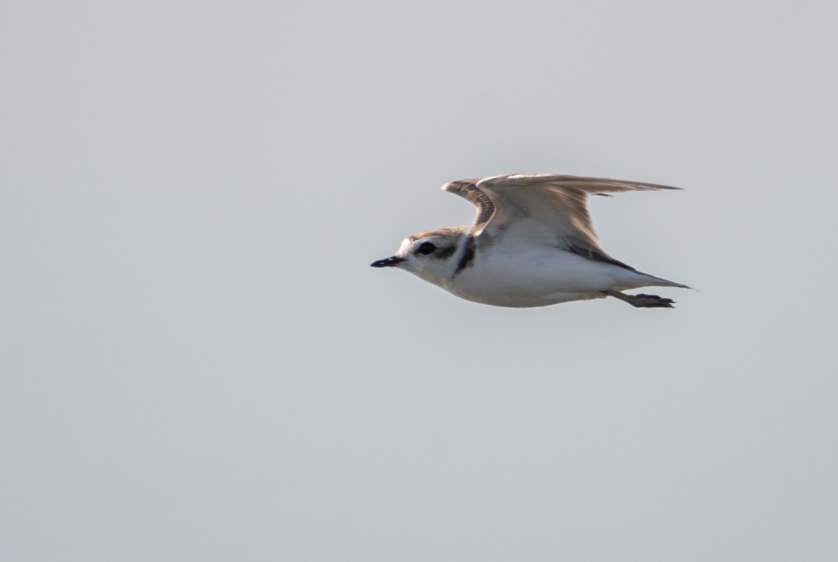 Snowy Plover - ML309603071