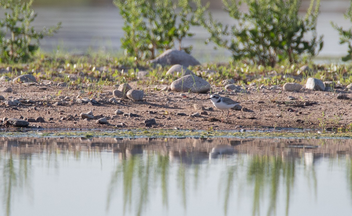 Snowy Plover - ML309603081