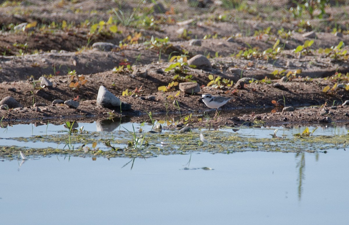 Snowy Plover - ML309603091