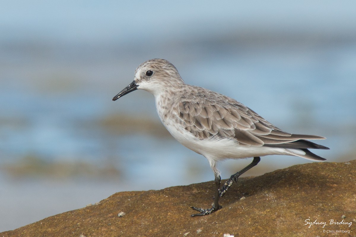 Red-necked Stint - Chris Rehberg  | Sydney Birding