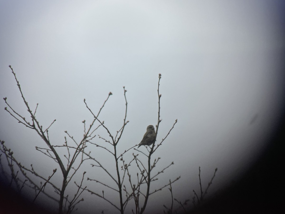 Red Crossbill - ML309604291