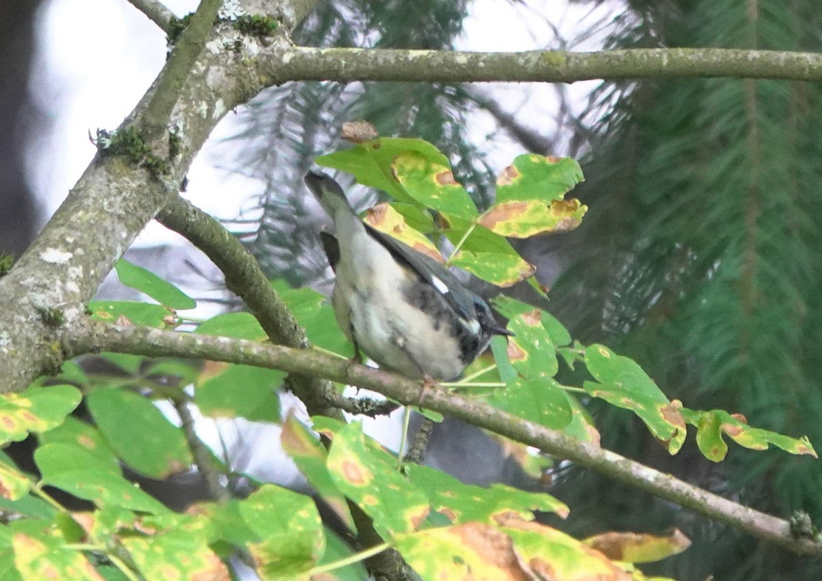 Black-throated Blue Warbler - ML309605931