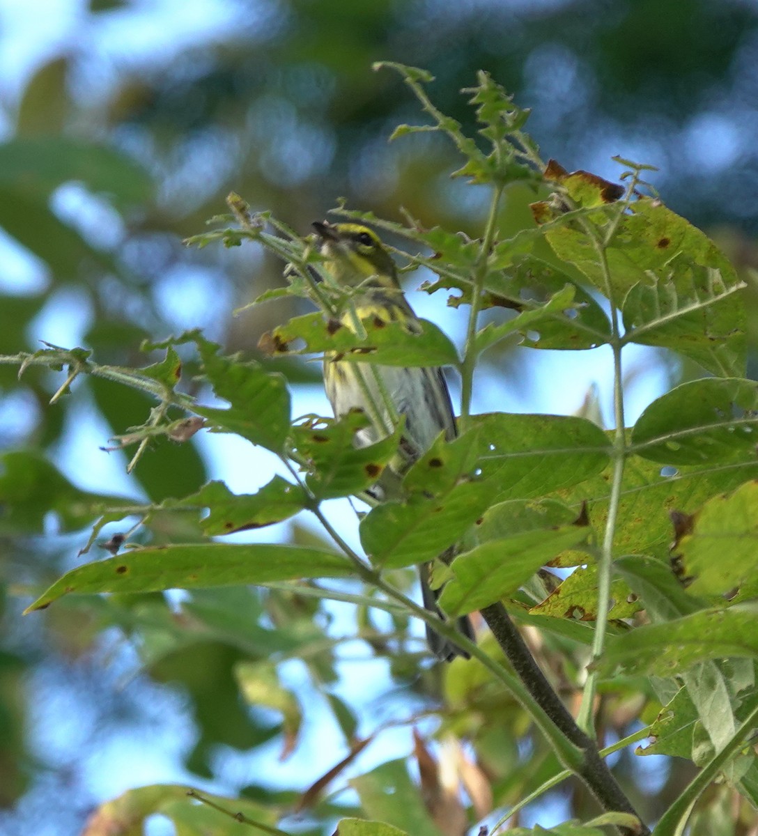 Townsend's Warbler - ML309606421